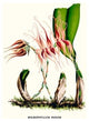 Orchid- Fine Art Giclee Print 24" x 36"