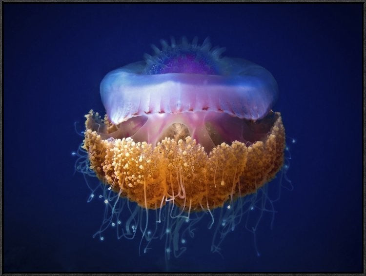 Fried Egg Jellyfish, 40"x30"