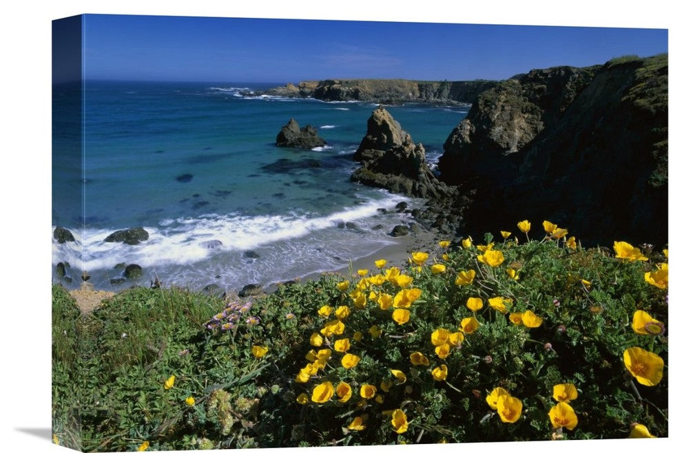 "California Poppies On Cliff, Jughandle State Reserve, California" Artwork