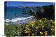 "California Poppies On Cliff, Jughandle State Reserve, California" Artwork