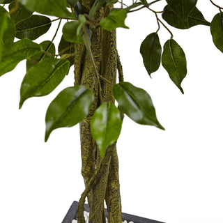 Close-up cropped view of trunk and leaves on white background.