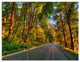 Road Through Yellow Forest, Landscape Triptych Canvas Art Print, 36x28, 3 Panels