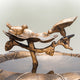 Plastic Birdbath