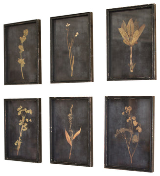 Botanical Prints Under Glass, Set of 6