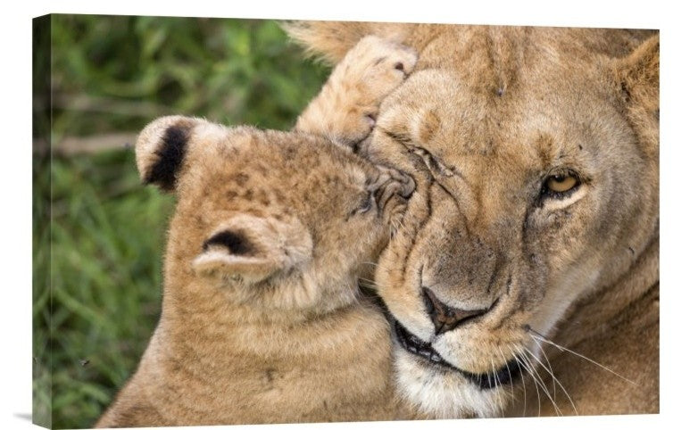 "Mother Love" Stretched Canvas Giclee by Alessandro Catta, 18x12"