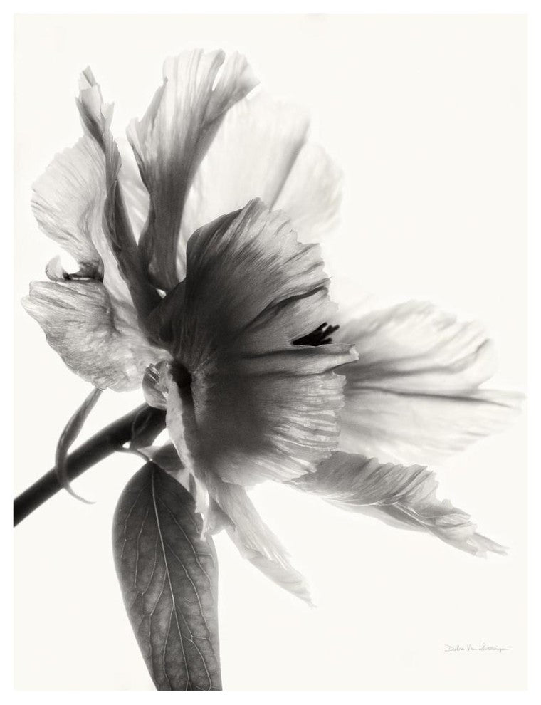 "Translucent Peony II - BW" Digital Paper Print by Debra Van Swearingen, 18"x22"