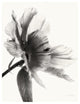"Translucent Peony II - BW" Digital Paper Print by Debra Van Swearingen, 18"x22"