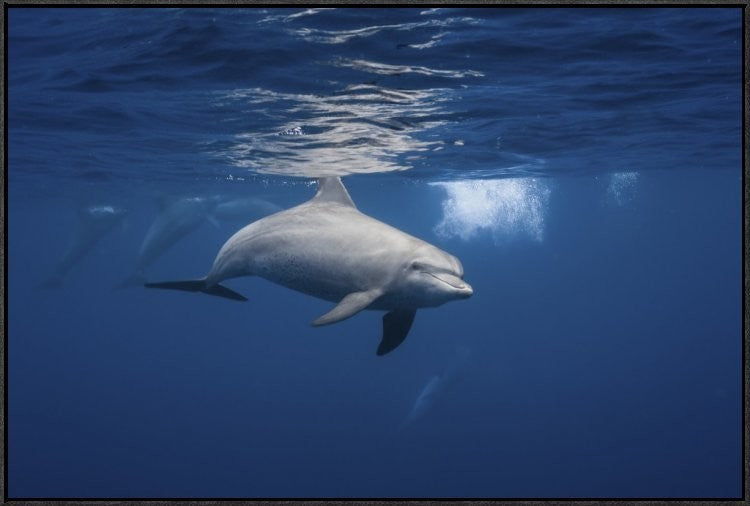 Curious Dolphin, 36"x24"