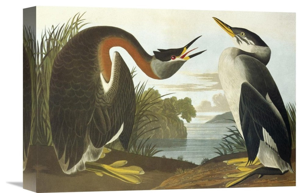 "Red-Necked Grebe" Stretched Canvas Giclee by John James Audubon, 16"x11"