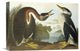 "Red-Necked Grebe" Stretched Canvas Giclee by John James Audubon, 16"x11"