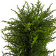 45" Spiral Cypress Faux Tree W/ 80 Clear LED Lights UV Resistant, Indoor/Outdoor