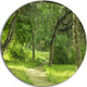 Green Forest Path In Early Summer, Landscape Photo Round Wall Art, 11"