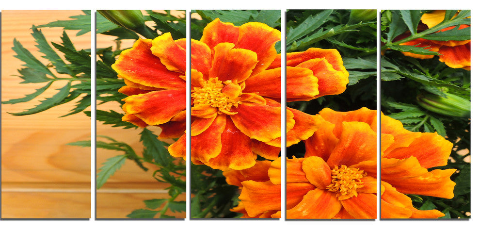 Marigold Flower on Wooden Background, Floral Canvas Art Print, 60"x28", 5 Panels