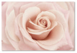 Cora Niele 'Peach Pink Rose' Canvas Art