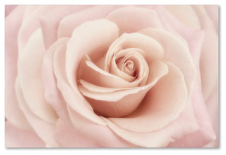Cora Niele 'Peach Pink Rose' Canvas Art