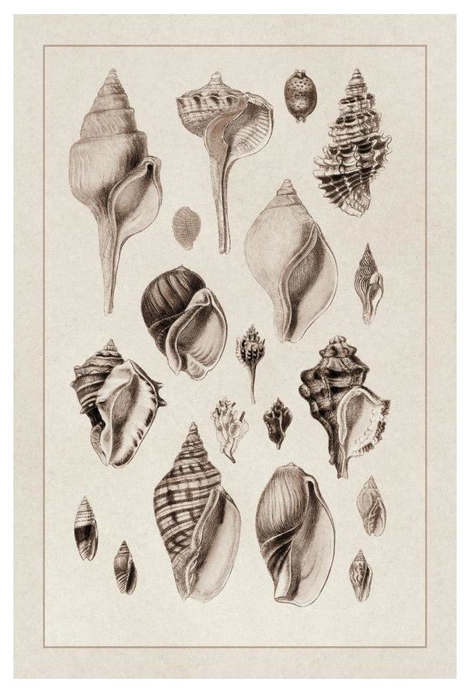 "Shells: Sessile Cirripedes #3 (Sepia)" Paper Print by G.B. Sowerby, 14"x20"