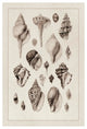 "Shells: Sessile Cirripedes #3 (Sepia)" Paper Print by G.B. Sowerby, 14"x20"