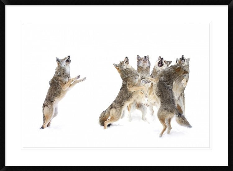 "The Choir Coyotes" Framed Digital Print by Jim Cumming, 38"x28"