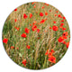 Red Poppy Field With Full Of Flowers, Flower Round Metal Wall Art, 36"