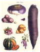 Vegetables; Melon, Potato, Carrot, Purple, Raddish - Canvas Poster 20" x 30"