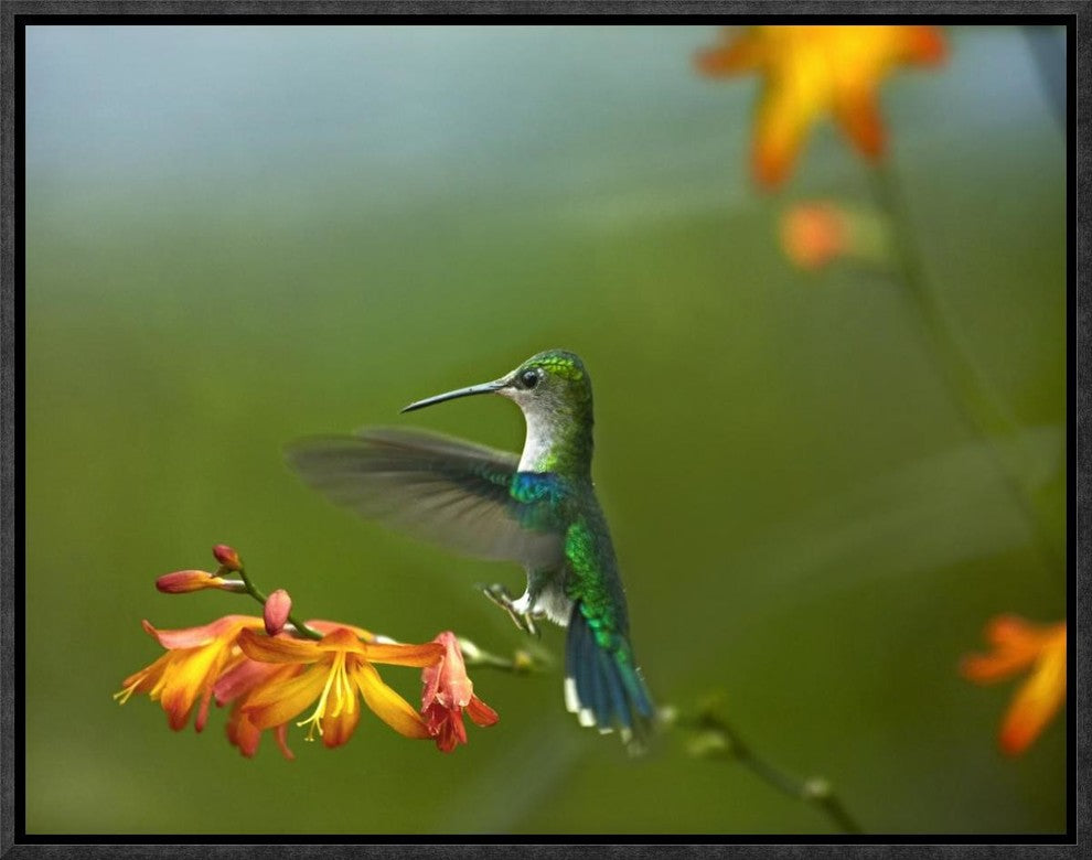 "Green-crowned Woodnymph female landing, Ecuador"  by Tim Fitzharris, 17x13"