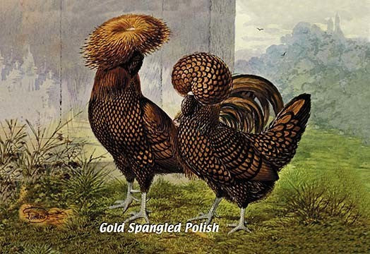 Gold Spangled Polish (Chickens)- Gallery Wrapped Canvas Art 28" x 42"