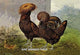 Gold Spangled Polish (Chickens)- Gallery Wrapped Canvas Art 28" x 42"