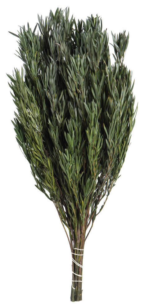 Vickerman 12" Green Salignum, Male, Includes 6-7 oz per Bundle, Dried