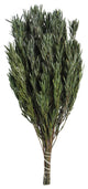 Vickerman 12" Green Salignum, Male, Includes 6-7 oz per Bundle, Dried