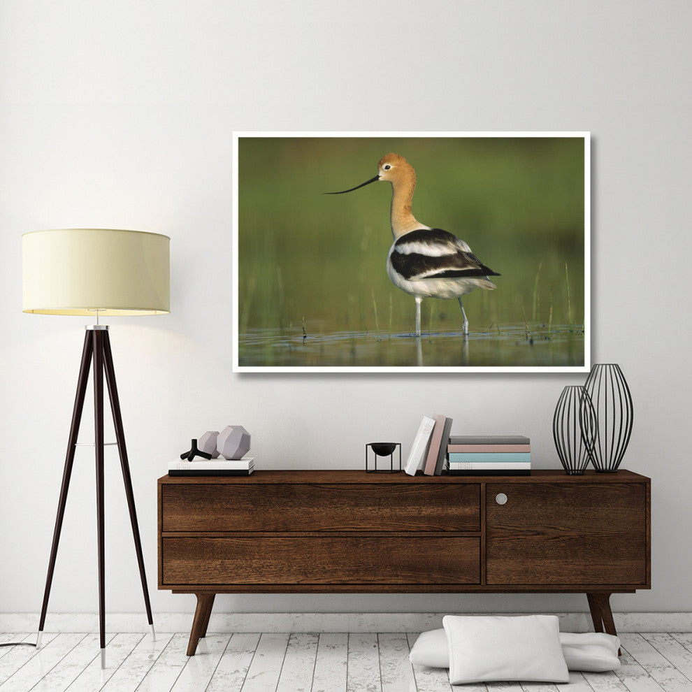 "American Avocet in breeding plumage wading, North America" Paper Art, 62"x42"