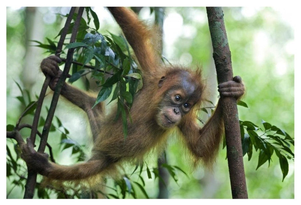 "Sumatran Orangutan baby playing in tree, north Sumatra" Paper Art, 38"x26"
