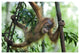 "Sumatran Orangutan baby playing in tree, north Sumatra" Paper Art, 38"x26"