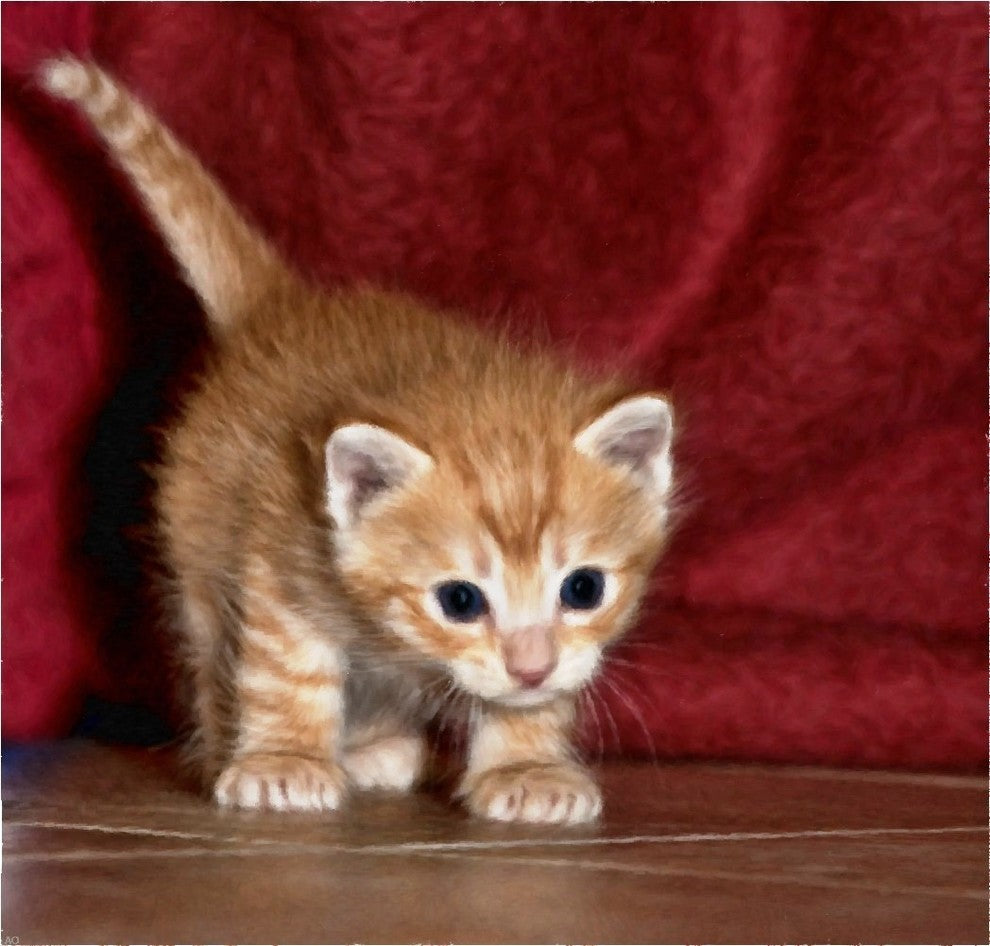 Our Original Collection  Kitten on the Prowl, 20"x20" Gallery Wrapped Canvas