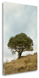 "Oak Tree - 74" By Alan Blaustein, Giclee Print on Gallery Wrap Canvas