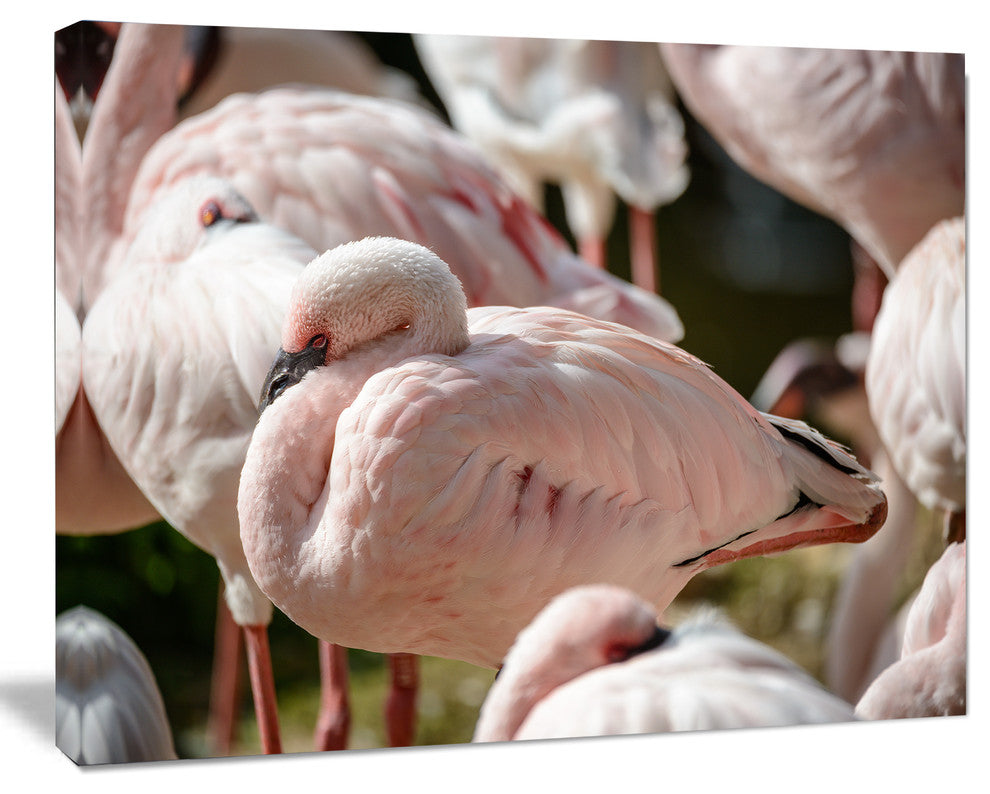 Pat of Flamingos Close Up, Abstract Canvas Art Print, 20"x12"