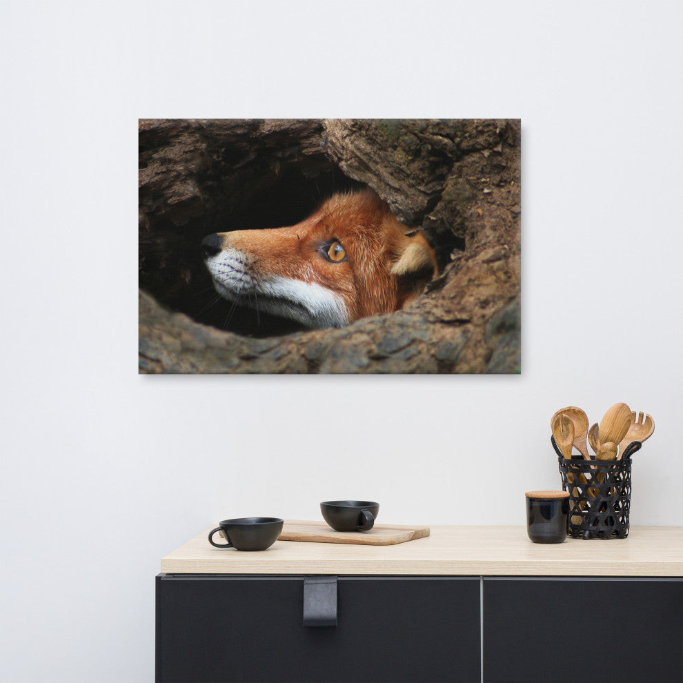 Red Fox Face in Stump Animal Wildlife Nature Photograph Canvas Wall Art Prints, 24" X 36"