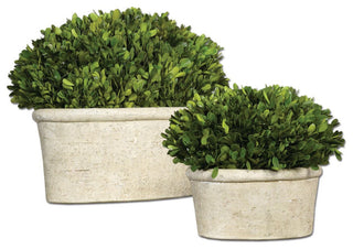 Full product on white background, shows both boxwood domes clearly with no surrounding distractions.