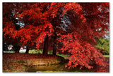 'October' Canvas Art by Philippe Sainte-Laudy