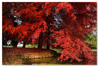 'October' Canvas Art by Philippe Sainte-Laudy