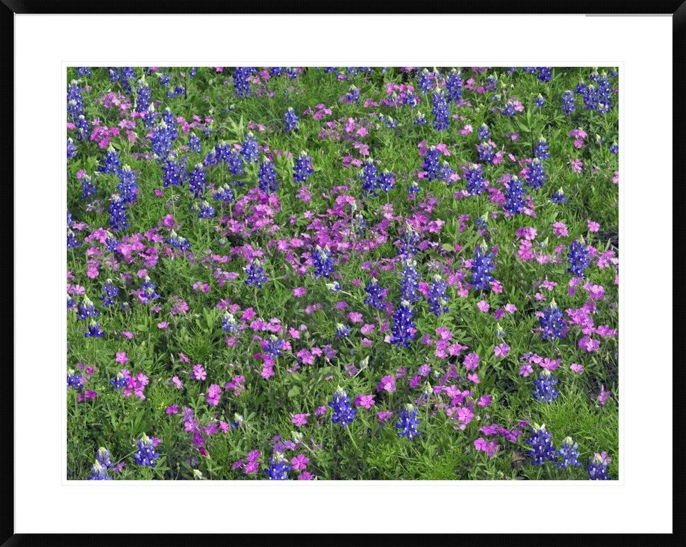 "Sand Bluebonnet and Pointed Phlox"  by Tim Fitzharris, 40x32"