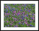 "Sand Bluebonnet and Pointed Phlox"  by Tim Fitzharris, 40x32"