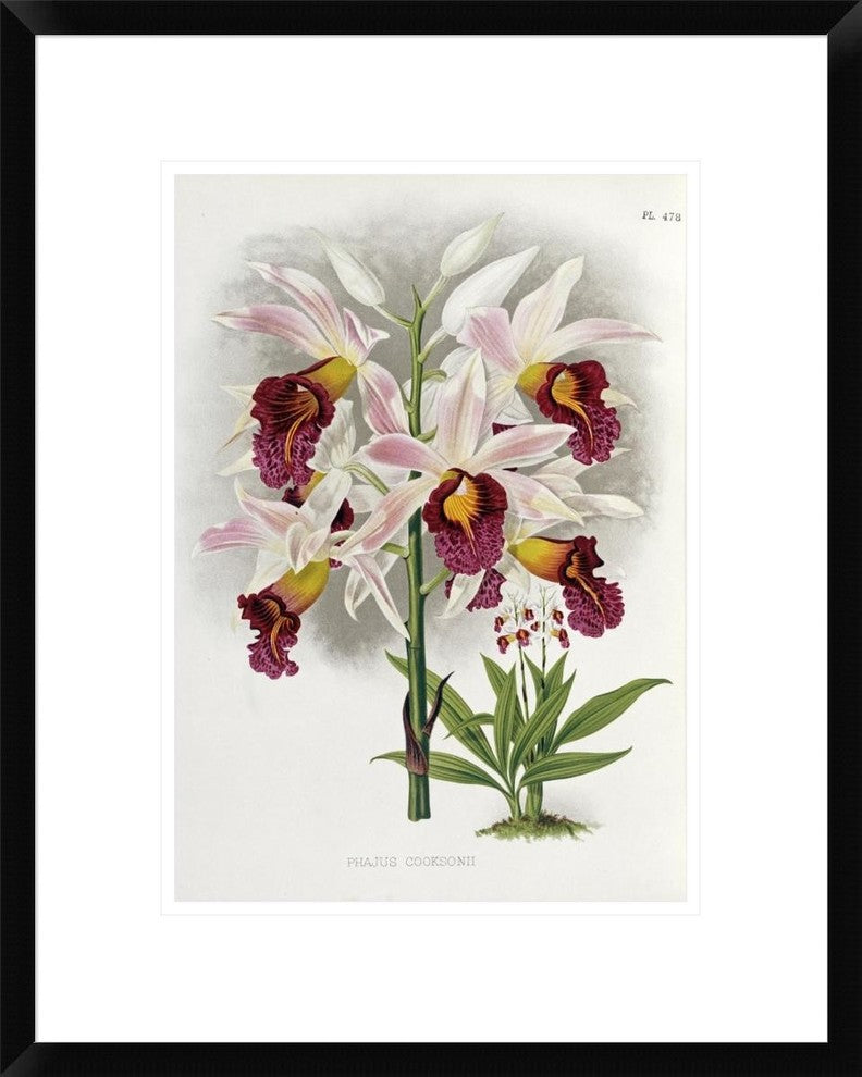 "Phajus Cocksonii" Framed Digital Print by Robert Warner, 19x24"