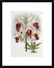 "Phajus Cocksonii" Framed Digital Print by Robert Warner, 19x24"