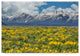 Galloimages Online ''Wild Flowers With Mountains'' Canvas Art, 19"x12"