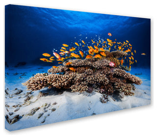 Barathieu Gabriel 'Marine Life' Canvas Art, 16x24