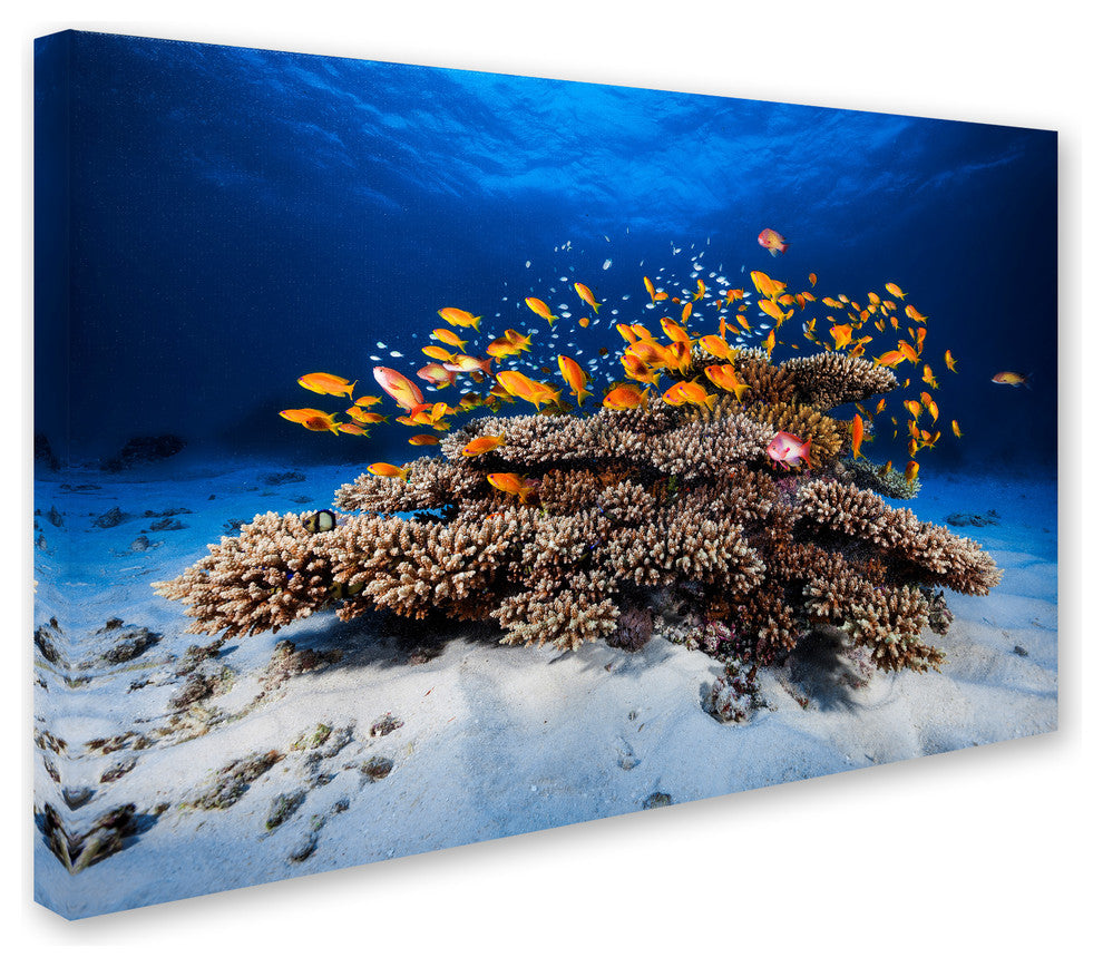 Barathieu Gabriel 'Marine Life' Canvas Art, 16x24