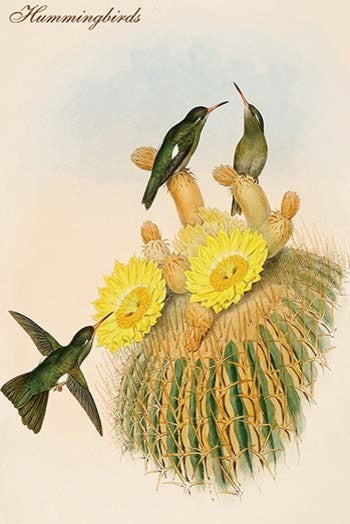 Hummingbirds - Fine Art Giclee Print 24" x 36"