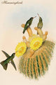 Hummingbirds - Fine Art Giclee Print 24" x 36"