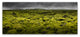 Franz Schumacher 'Islandmoos I' Canvas Art, 10x24