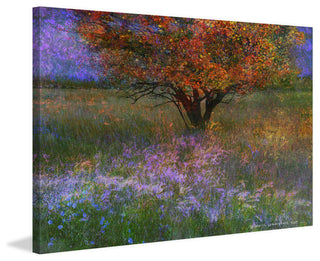 "Lone Tree Flowered Meadow" Print on Canvas by Chris Vest